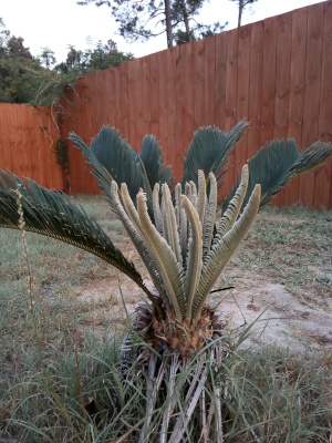 [A small palm variant with dark green fronds sticking upward from the base. The plant is about three foot tall and the dark fronds are only on the back side. About twelve sticks of light green new growth stick up about two thirds as high as the older growth. The new growth is much thinner and all the leaves are curled inward, but they are starting to open.]